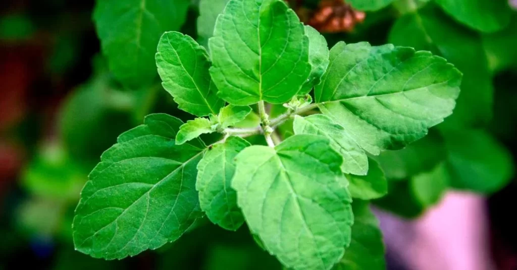 Understanding Tulsi: The Sacred Herb