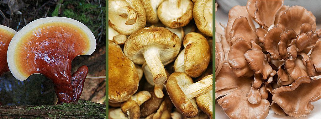 The Mighty Medicinal Mushrooms